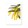 Wattle | Art Print