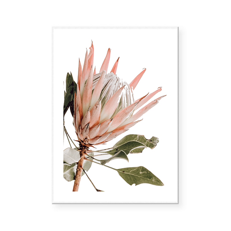 King Protea III | Art Print