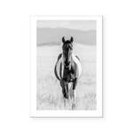 Western Wild Horse | Art Print