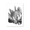 King Protea II | B&W | Art Print