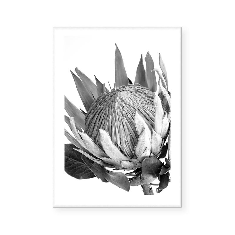 King Protea II | B&W | Art Print