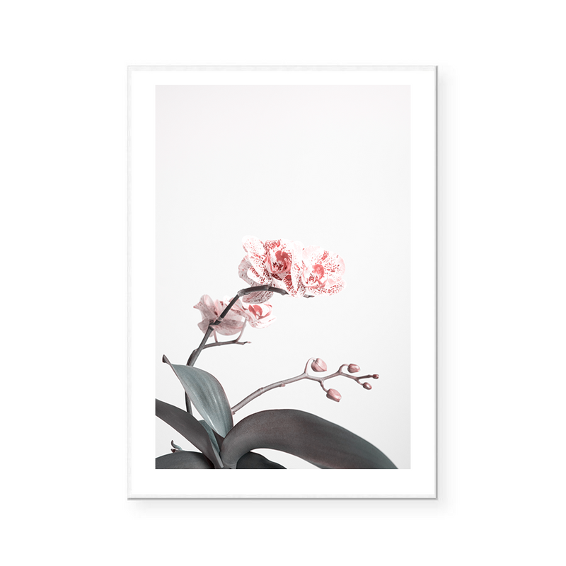 Lotus | Art Print