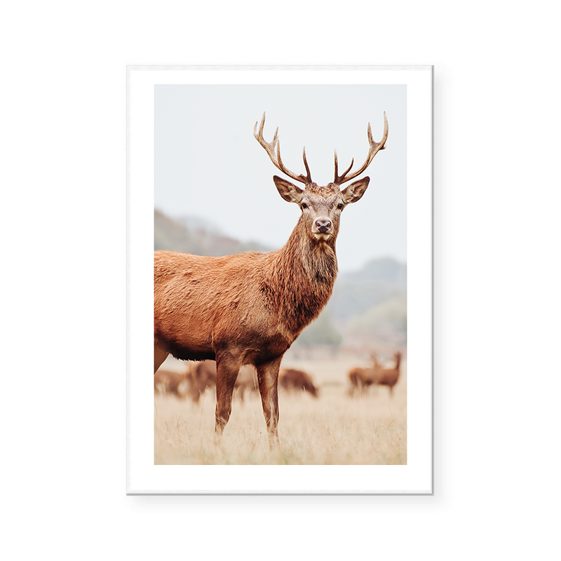 Mountain Stag II | Art Print