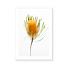 Banksia | Art Print