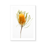 Banksia | Art Print