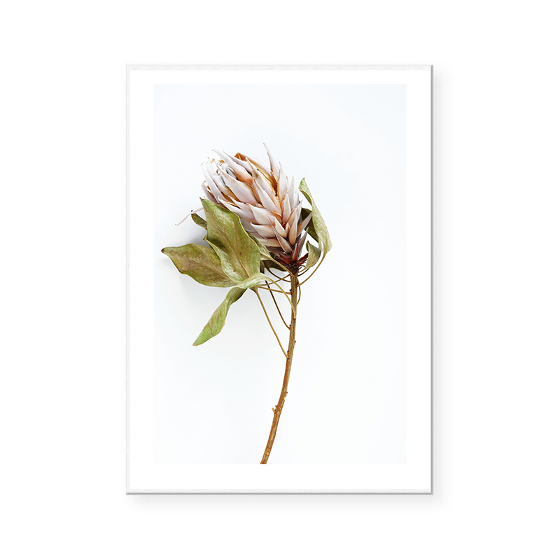 King Protea VI | Art Print