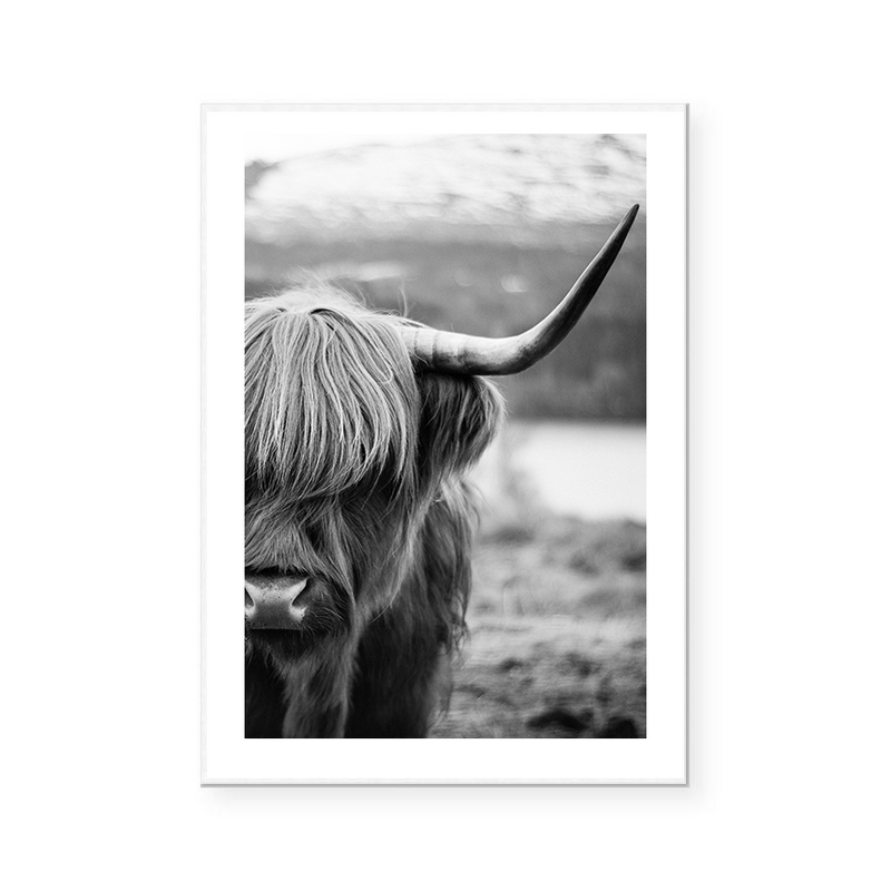 Highlander Cow | B&W | Art Print