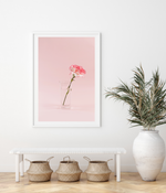 Blooming Carnation | Art Print