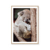 Sleepy Koala | Art Print