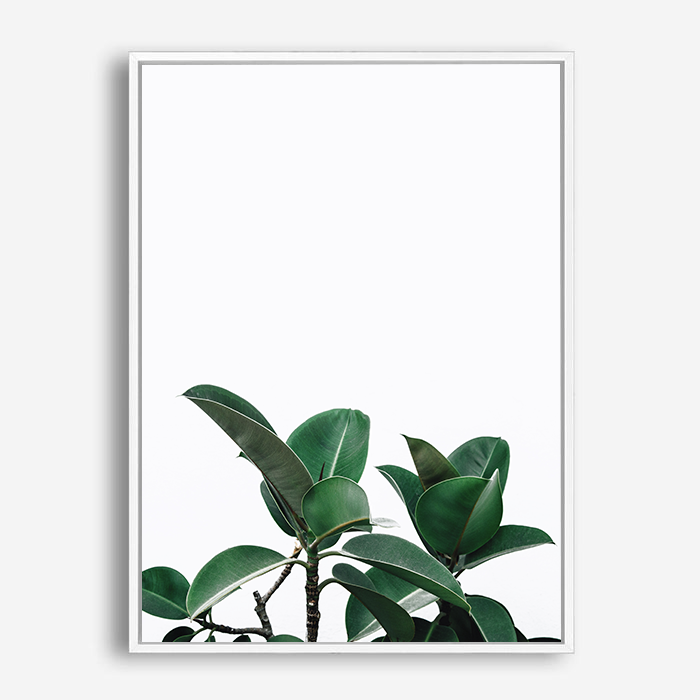 Rubber Plant | Canvas Print