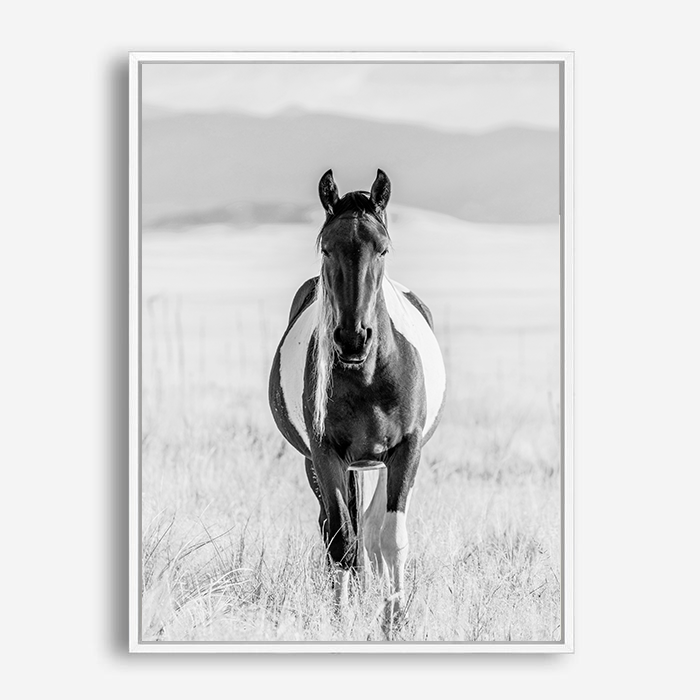 Western Wild Horse | Canvas Print