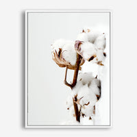 Cotton Plant | Canvas Print