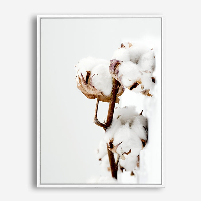 Cotton Plant | Canvas Print