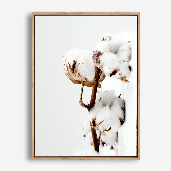 Cotton Plant | Canvas Print