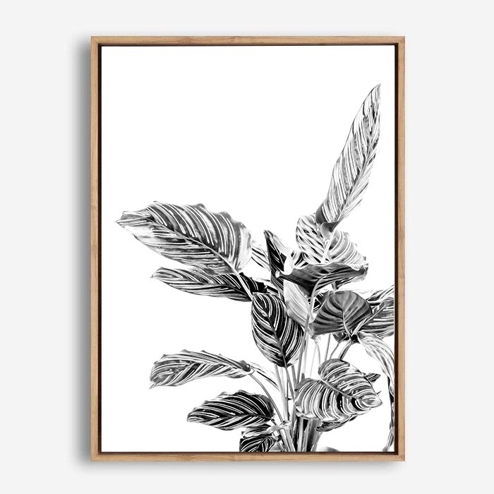 Indie II | Canvas Print