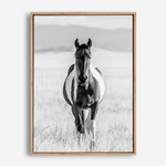 Western Wild Horse | Canvas Print