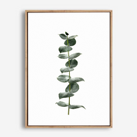 Eucalyptus | Canvas Print