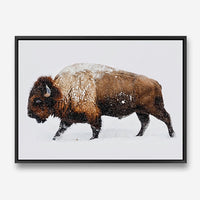 Bison | Canvas Print