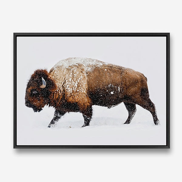 Bison | Canvas Print