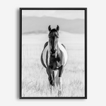 Western Wild Horse | Canvas Print