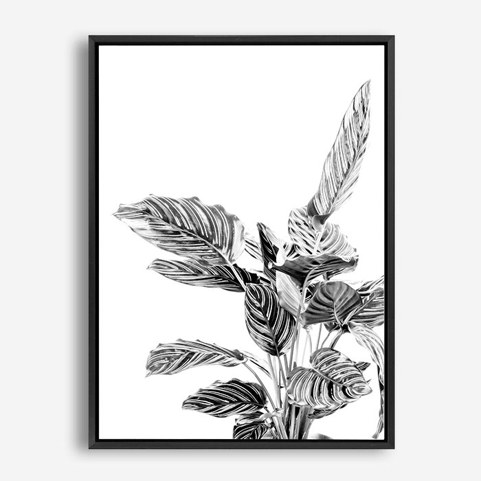 Indie II | Canvas Print