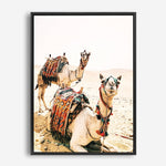 Desert Camels | Canvas Print