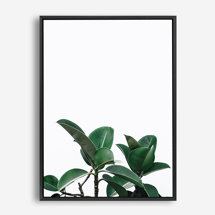 Rubber Plant | Canvas Print