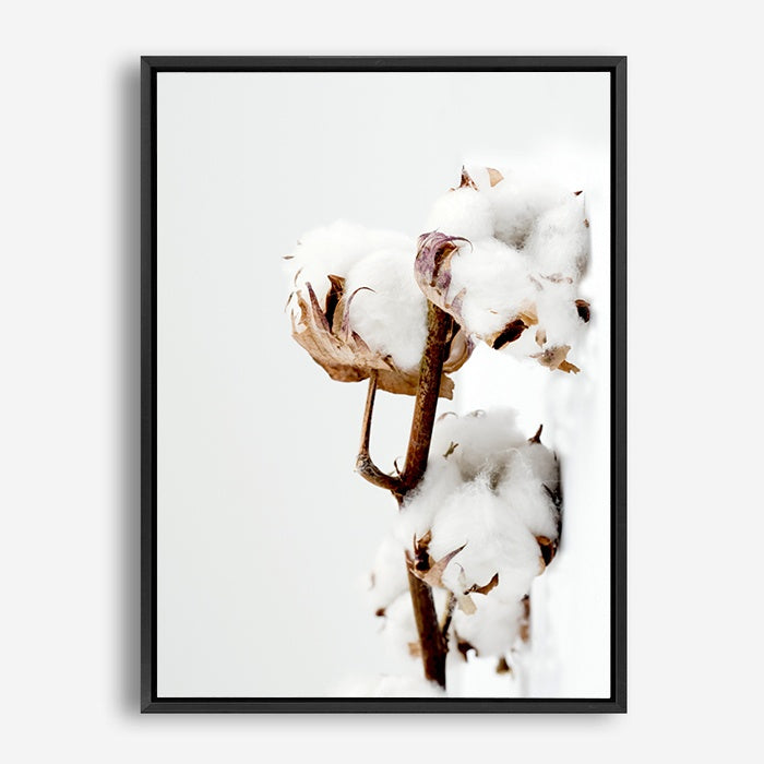 Cotton Plant | Canvas Print