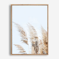 Beach Pampas | Canvas Print