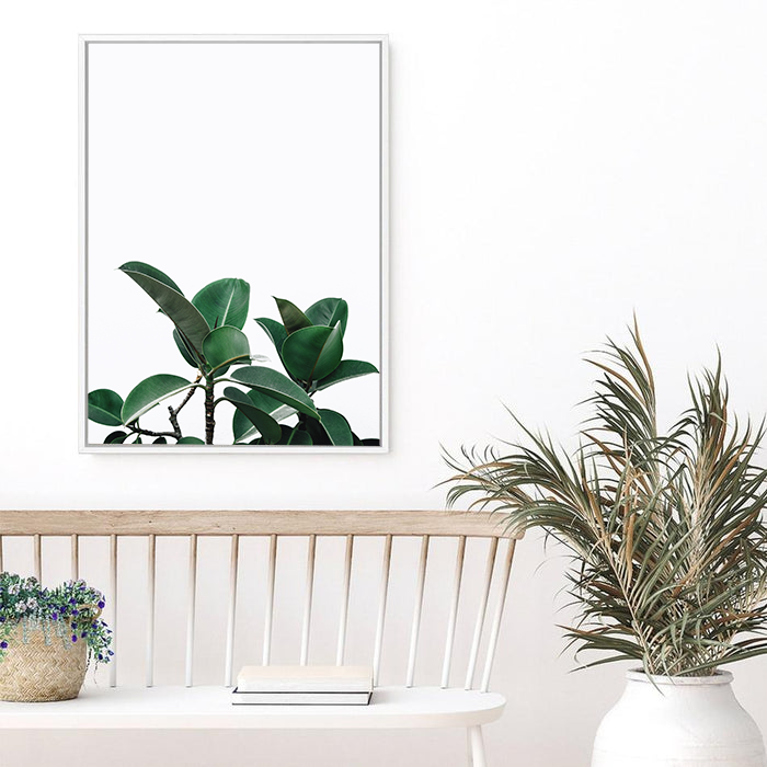 Rubber Plant | Canvas Print