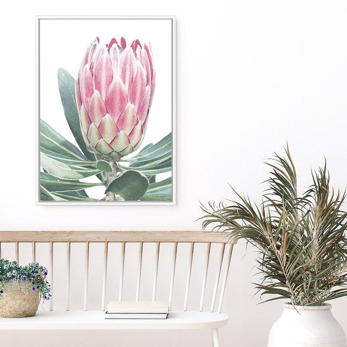 King Protea | Canvas Print