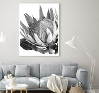 King Protea II | B&W | Art Print