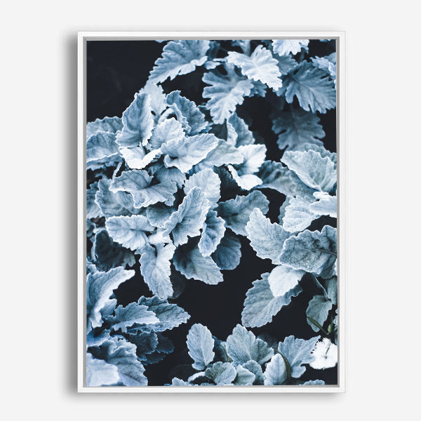 Cineraria | Canvas Print