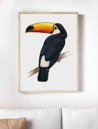 Toucan | Art Print