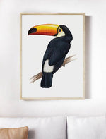 Toucan | Art Print