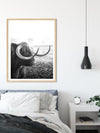 Highland Cow | Art Print