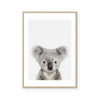 Baby Koala | Art Print