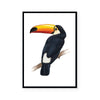 Toucan | Art Print