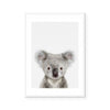 Baby Koala | Art Print