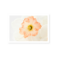 Pink Daffodils IV | Art Print