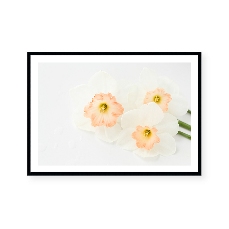 Pink Daffodils V | Art Print