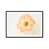Pink Daffodils IV | Art Print