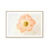 Pink Daffodils IV | Art Print