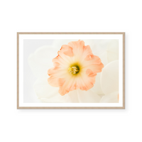 Pink Daffodils IV | Art Print