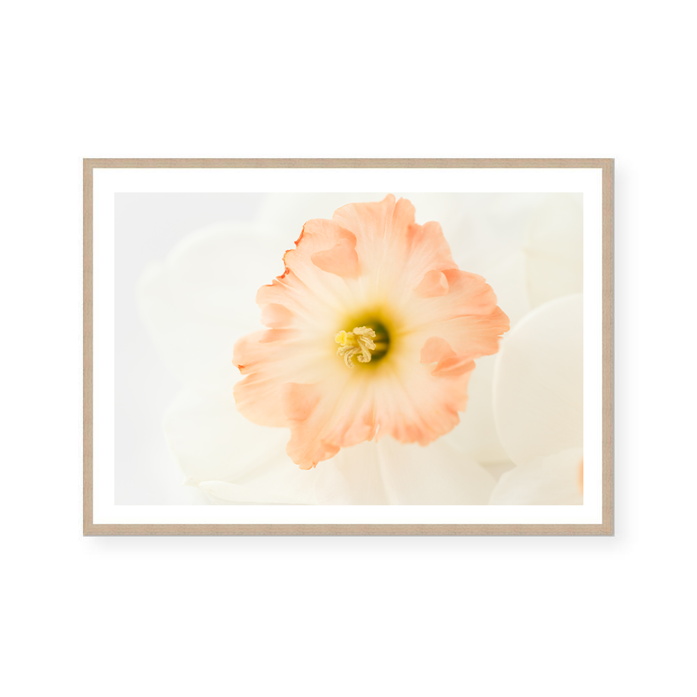 Pink Daffodils IV | Art Print