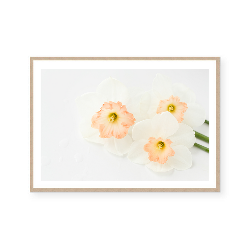 Pink Daffodils V | Art Print