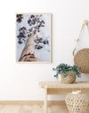 Majestic Eucalyptus | Art Print