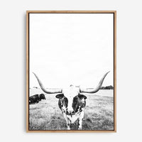 Steer | Canvas Print