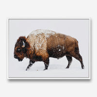 Bison | Canvas Print