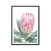 King Protea I | Art Print